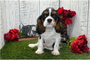 Knox - Cavalier King Charles Spaniel for sale