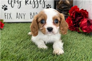 Levi - Cavalier King Charles Spaniel for sale