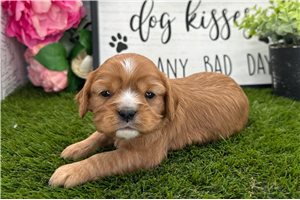 Haven - puppy for sale