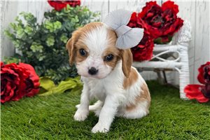 Layla - Cavalier King Charles Spaniel for sale