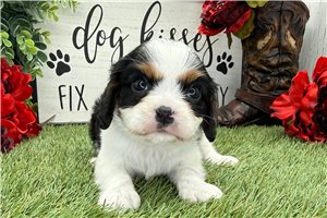 Orlando - puppy for sale