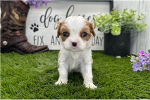 Iliana - puppy for sale