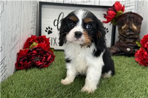 Knox - Cavalier King Charles Spaniel for sale