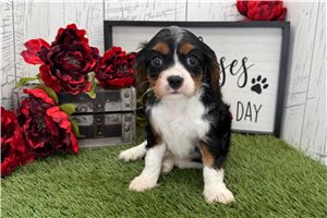 Queen - puppy for sale