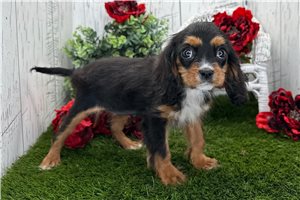 Alea - Cavalier King Charles Spaniel for sale