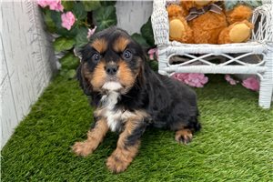 Pluto - Cavalier King Charles Spaniel for sale