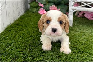 Nico - puppy for sale