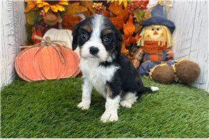 Clara - Cavalier King Charles Spaniel for sale