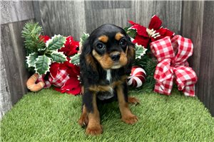 Winona - puppy for sale