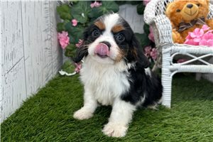 Pugsley - Cavalier King Charles Spaniel for sale