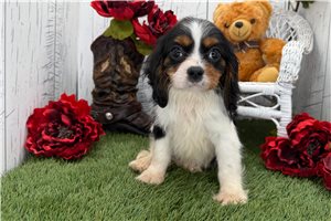 Knox - Cavalier King Charles Spaniel for sale