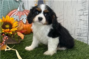 Quincy - Cavalier King Charles Spaniel for sale
