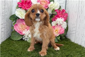 Autumn - Cavalier King Charles Spaniel for sale