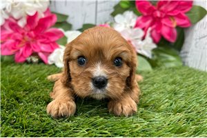 Plumeria - puppy for sale