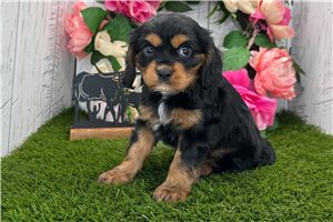 Hallie - Cavalier King Charles Spaniel for sale