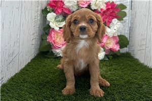 Haven - Cavalier King Charles Spaniel for sale