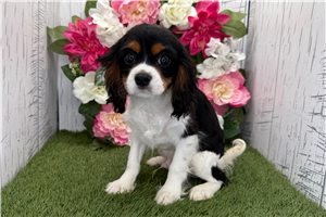 Adam - Cavalier King Charles Spaniel for sale