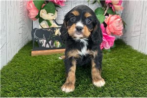 Hudson - Cavalier King Charles Spaniel for sale