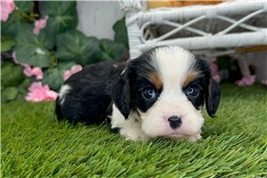 Newt - puppy for sale