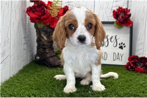 Sarah - puppy for sale