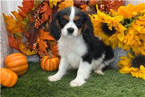 Pugsley - Cavalier King Charles Spaniel for sale