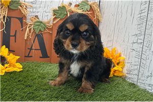 Pokie - Cavalier King Charles Spaniel for sale