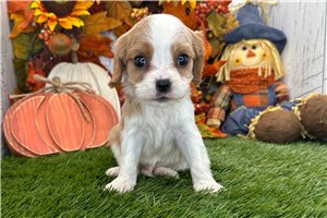 Chester - Cavalier King Charles Spaniel for sale