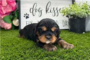 Hallie - Cavalier King Charles Spaniel for sale