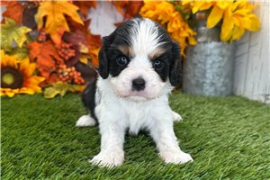 Xena - Cavalier King Charles Spaniel for sale