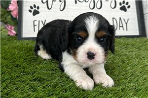 Picasso - Cavalier King Charles Spaniel for sale