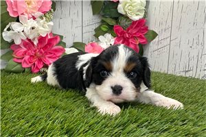 Pugsley - Cavalier King Charles Spaniel for sale