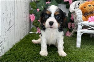 Norman - Cavalier King Charles Spaniel for sale