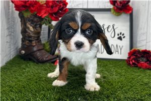 Sage - puppy for sale