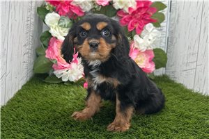 Hallie - Cavalier King Charles Spaniel for sale