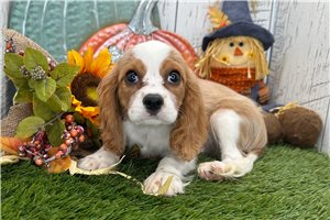 Nico - Cavalier King Charles Spaniel for sale