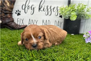 Inez - puppy for sale