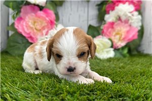 Layla - puppy for sale