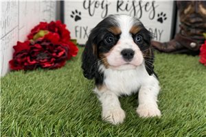 Leah - Cavalier King Charles Spaniel for sale
