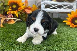 Clara - puppy for sale