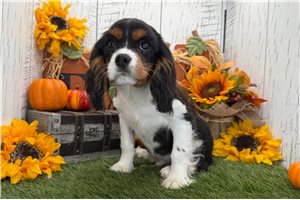 Draco - puppy for sale