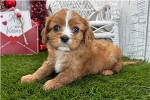 Allison - puppy for sale
