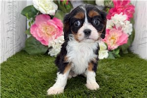 Giselle - Cavalier King Charles Spaniel for sale