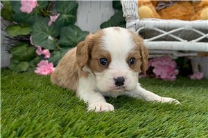 Niles - puppy for sale