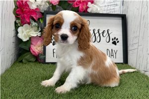 Levi - Cavalier King Charles Spaniel for sale
