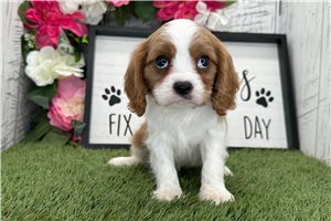 Tank - Cavalier King Charles Spaniel for sale