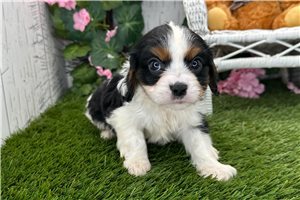 Pugsley - Cavalier King Charles Spaniel for sale