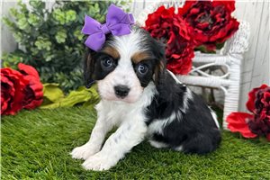 Leah - Cavalier King Charles Spaniel for sale