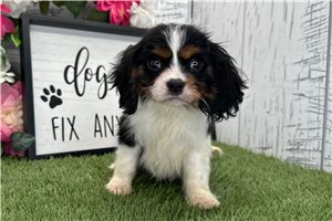 Knox - Cavalier King Charles Spaniel for sale