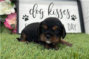 Piper - Cavalier King Charles Spaniel for sale