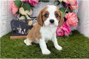 Katherine - Cavalier King Charles Spaniel for sale